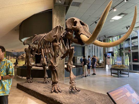 American Mastodon (Mammoth)