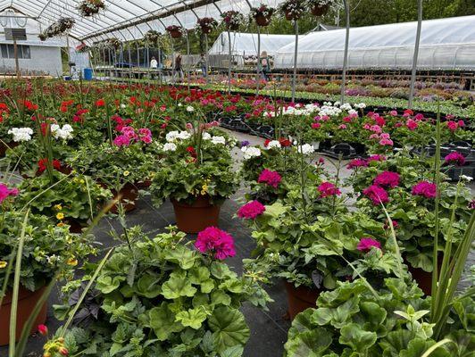 Sokolowski Greenhouses