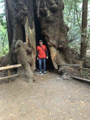 Muir Woods