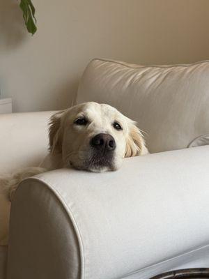 A beautiful dog sitting on a sofa chair