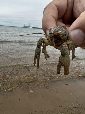 Found along the beach of the lower campground