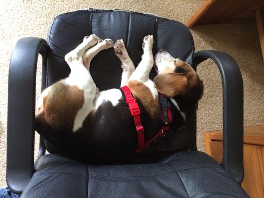 Tucker LOVES chairs.