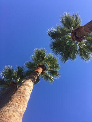 Looking up from one of the lounge chairs, poolside!