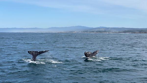 Double whale fluke dive