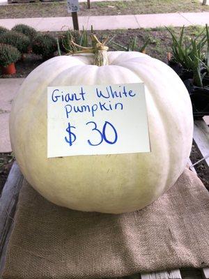 This white pumpkin  is looking for a nice home.