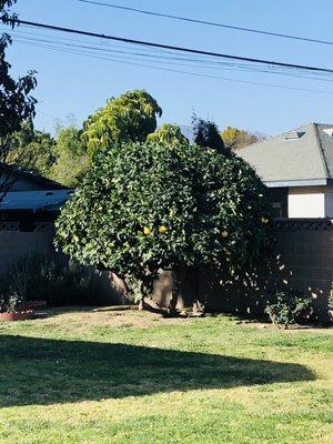 Beautifully shaped grapefruit tree!