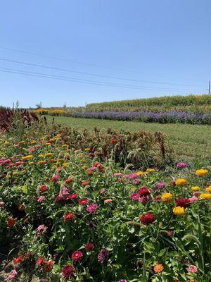 More wildflowers.