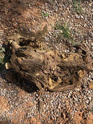 This is what "flushable wipes" look like in a septic tank!