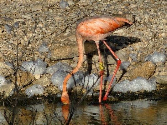 Bonaire wildlife