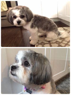 Our pooch was transformed from a scrappy-looking tomboy to a refined little lady.