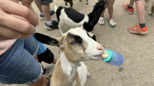 You can feed the goats