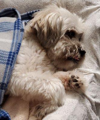 Jojo Bear passed Animal Quarantine and sleeps peacefully in his bed :)