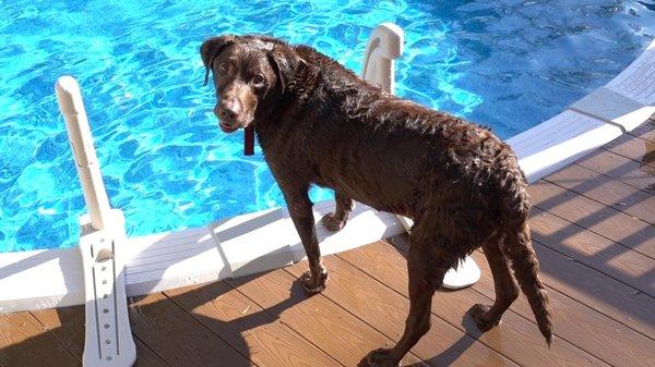 Rocky, The Very Handsome Chocolate Lab!!!