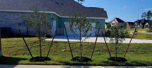 Driveway trees for semi privacy