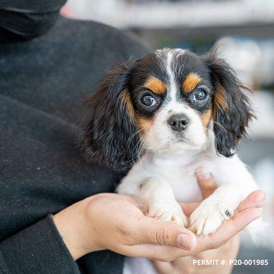 Cavalier King Charles Spaniel