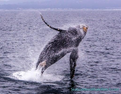 Sea Goddess Whale Watching