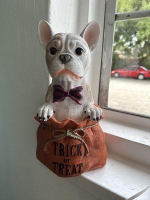 Waiting room decorated for Halloween, trick or treat dog.