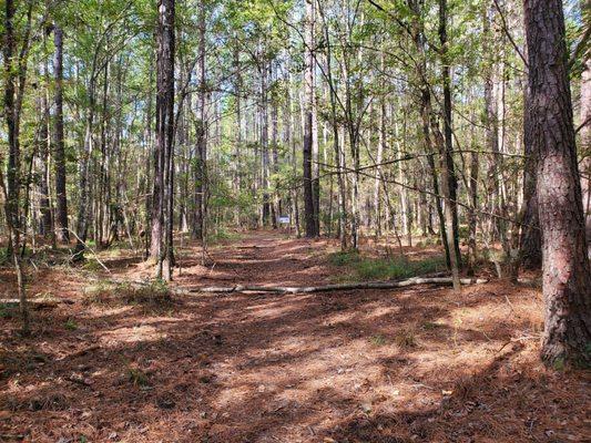 Example of some of the trees over the paths.