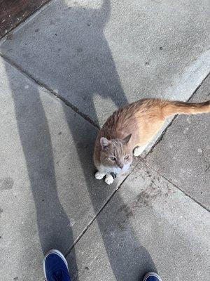 Milo, who does not work here, but enjoys pets from patrons like me.