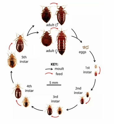 The many life stages of a bedbug