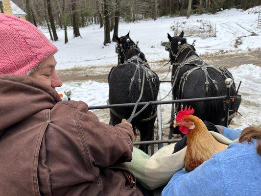 Chicken Dumpling joins us for the ride!