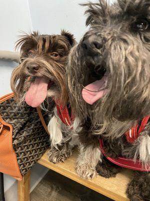 Django & Newman waiting patiently on the bench for Dr. Cruz to come in and see them.