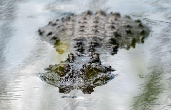 Colorado Gators Reptile Park