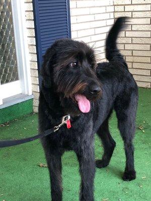 My husband took our four year old labradoodle last week.  The last time he was groomed he was traumatized.  He loves his new haircut!