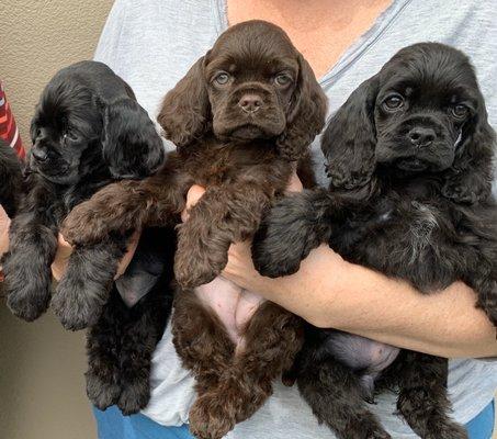 Pups Dr Thorsen examined on our last visit!