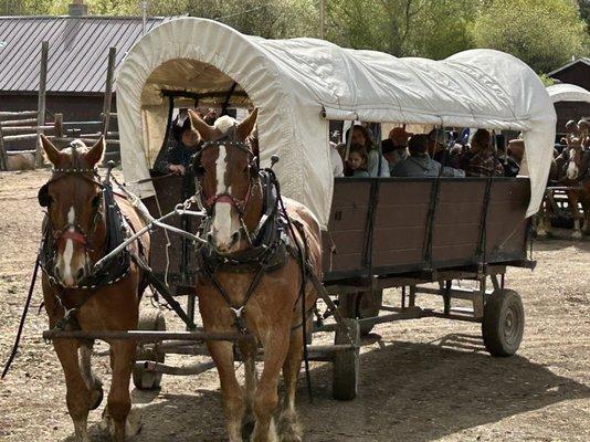 Horse Drawn Covered Wagons