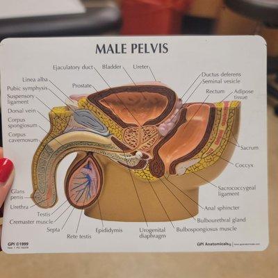 Male pelvis anatomy