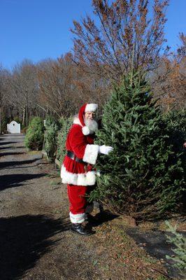 Santa finds the perfect tree.