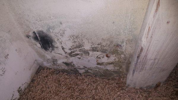 Mold picture 2, the worst part...if you zoom in you can see that it's fuzzy and obviously more than water mildew.