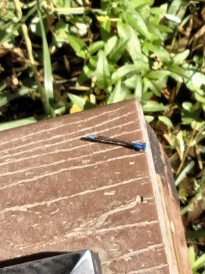 Electric blue dragon fly near the spring area......