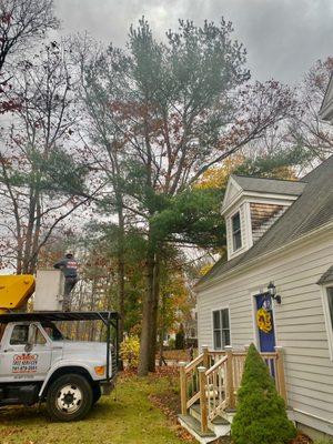 Start of pine tree removal