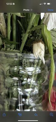 Dead flowers with bug eggs on them