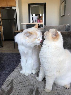 Molly and Murphy, grooming each other