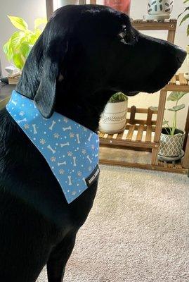 The cutest puppy bandana!