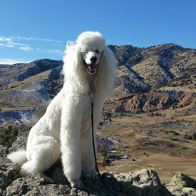 Hunter on top of the world on Dinasour ridge