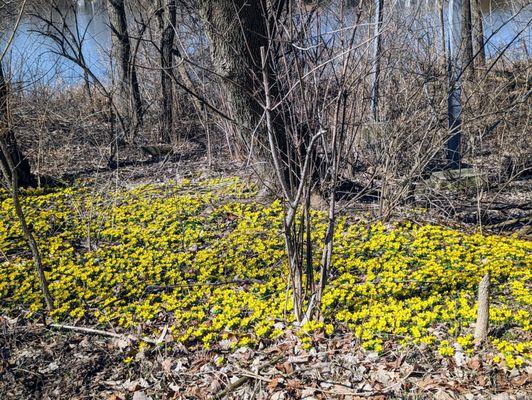 Winter Aconite