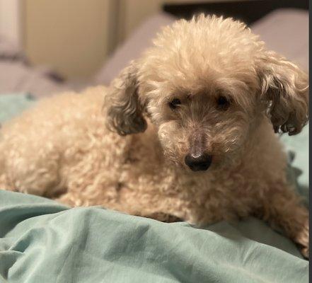 A picture of my poodle before Christina tried to kill him.