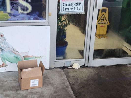 The box the rat came in and the rat they didn't want to keep warm and feed when it's their pet. They just left it there.