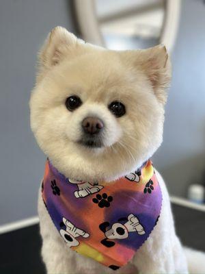 Teddy bear face haircut