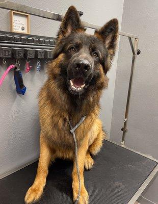 Another satisfied pup, bath, deshedding and brushed.