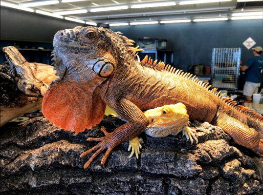 The iguana and bearded dragons will let you get pretty close for a photo!