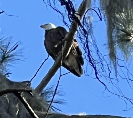 Paynes Prairie Preserve State Park