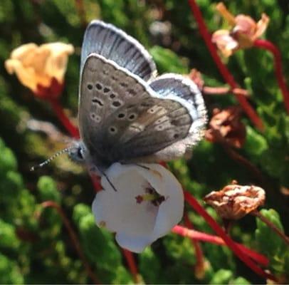 The Cassiope Blue. Sitting on the host plant, White Heather -  John Muir's favorite plant.