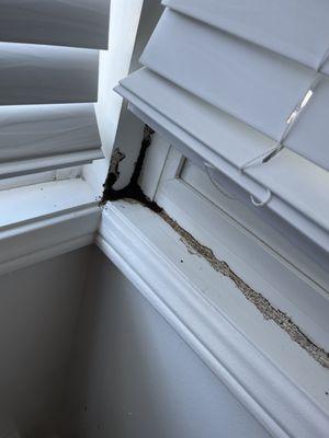 Subterranean termite mudtube in a windowsill.