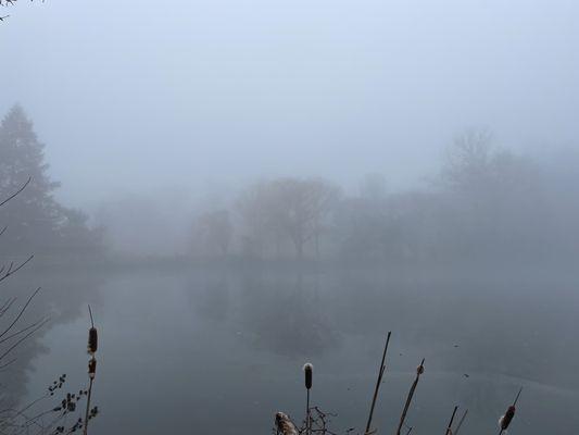 Ducks in the mist