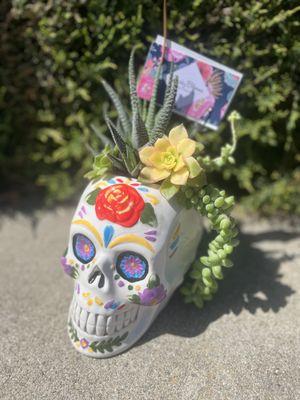 Skull with succulents